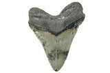 Serrated, Fossil Megalodon Tooth - North Carolina #272398-2